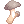 Edible Mushroom