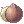 6263 - Coconut (Coconut Fruit)